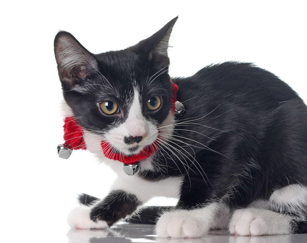 Cute kitten wearing her Christmas jingle bell collar.