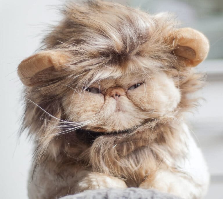 10 Flat Faced Cat Breeds You'll Want to Snuggle I The Discerning Cat
