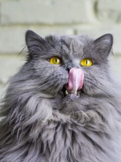 Grey cat with yellow eyes on a white brick wall background, licking its nose.
