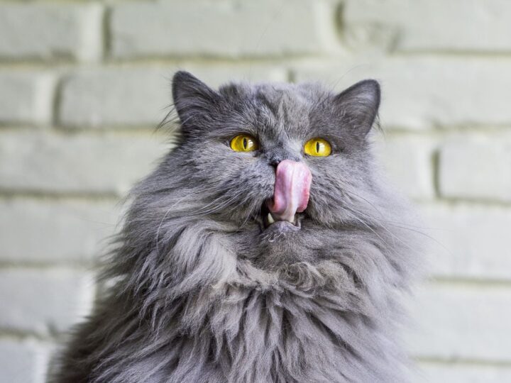 Why Does My Cat Lick my Nose? 10 Reasons Why