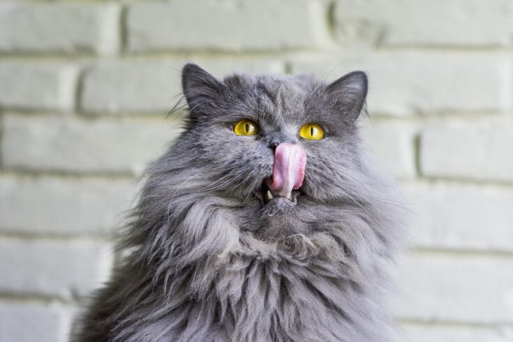 Grey big cat licks your face
