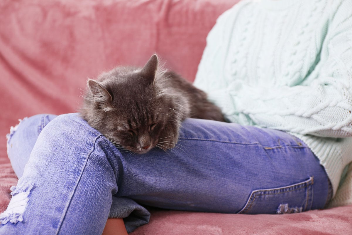 Chat gris paresseux dormant sur les genoux d'une femme dans la chambre