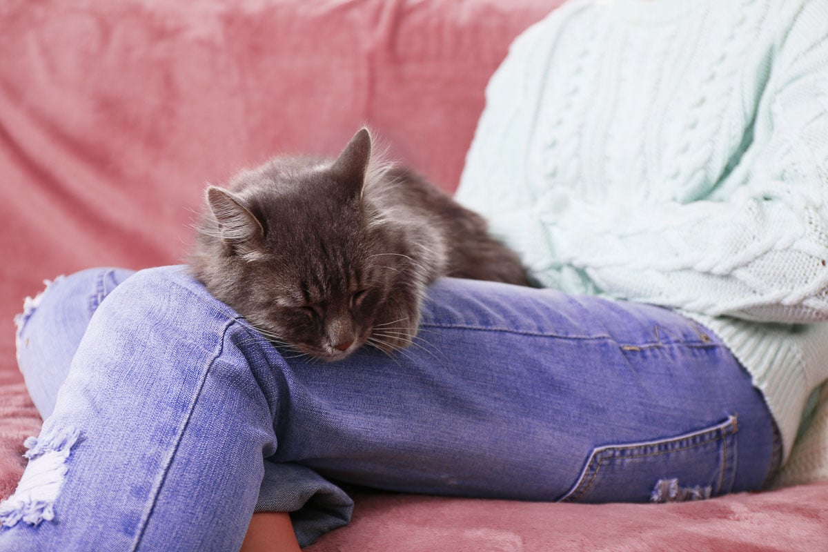 Grey lazy cat sleeping on woman's knees in the room