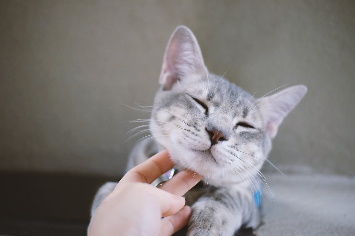Hand gently touching and rubbing a tabby cat's neck