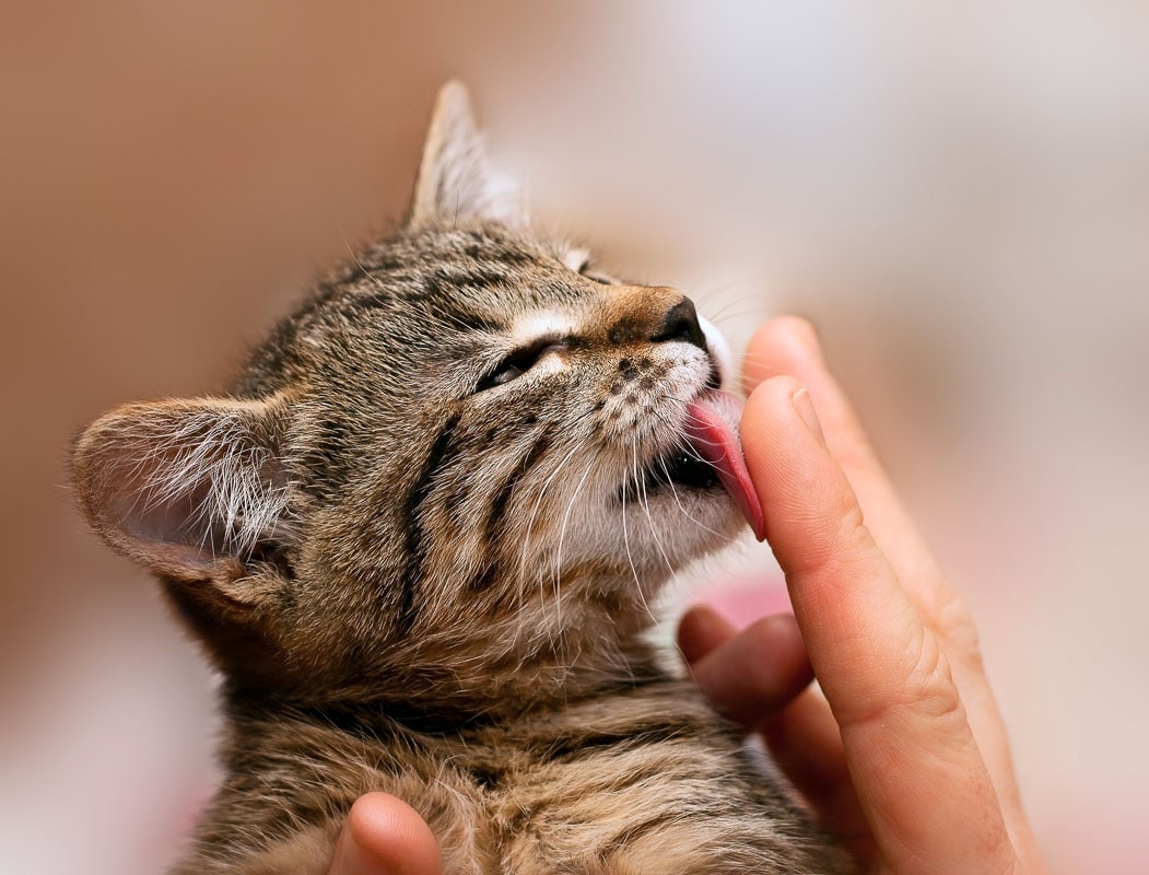 Kitten licking finger. 