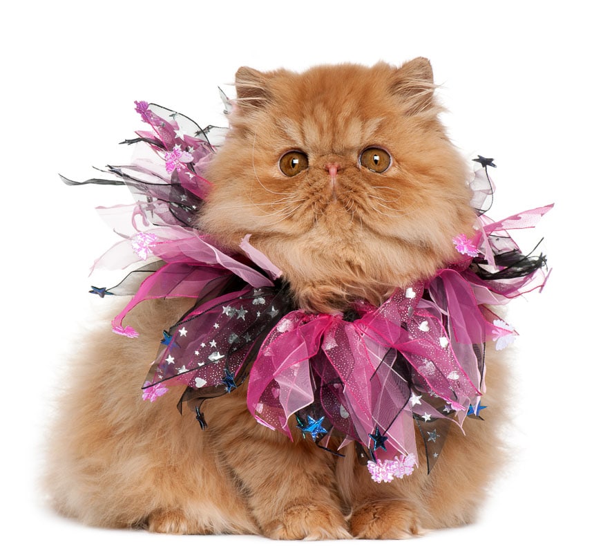 Persian kitten wearing pink ribbons, 4 months old, sitting in front of white background