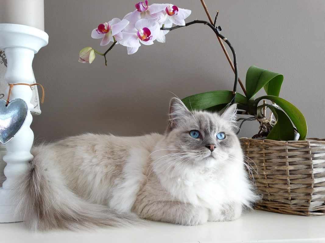 Gato ragdoll Maine Coon de ojos azules sentado junto a una canasta donde su flor cuelga sobre su cabeza.