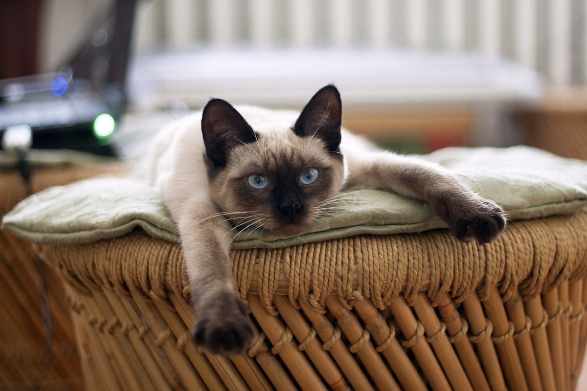 Siamese cat stretched out on seat.