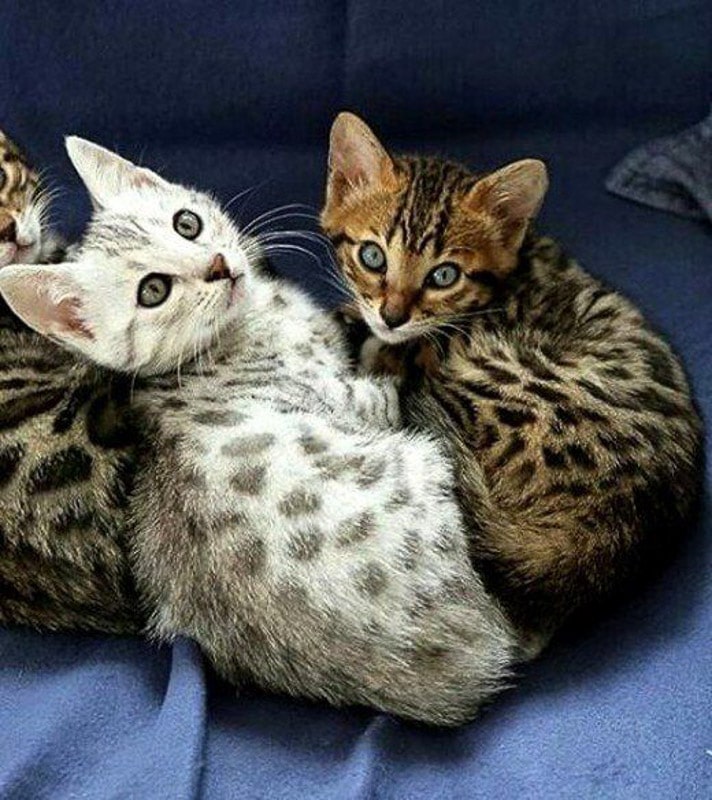 Deux chats mau égyptiens sur un fond violet, parfait pour les noms de chats égyptiens.