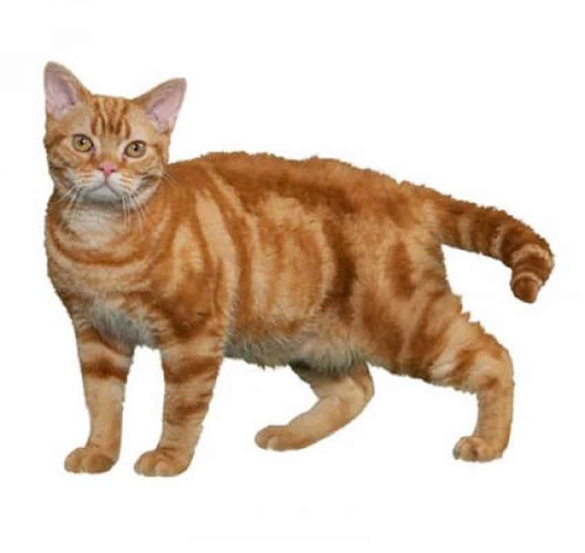 ginger american wire hair cat against white background