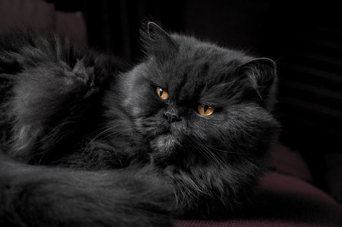 black persian cat one of the most popular indoor cat breeds