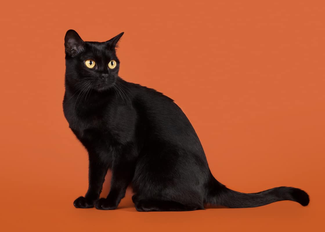 chat noir traditionnel bombay sur fond de noix