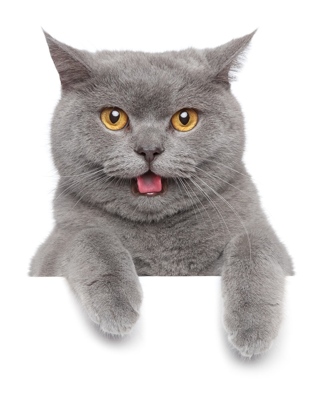 16 Most Friendly Cat Breeds You’ll Want to Take Home