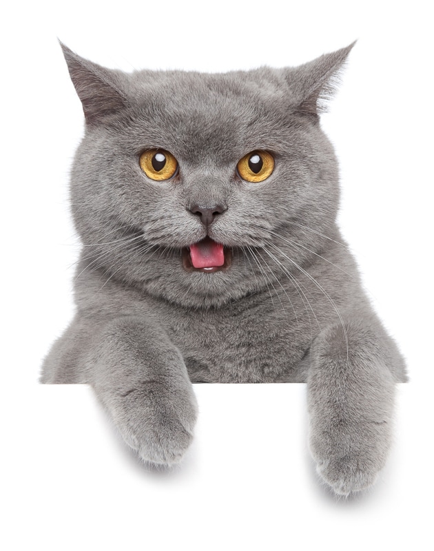 16 Most Friendly Cat Breeds You'll Want to Take Home I Discerning Cat