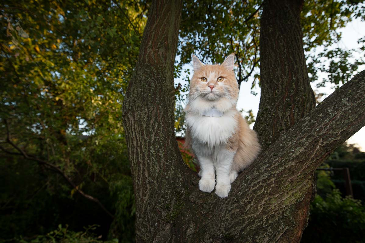 beeping cat collar