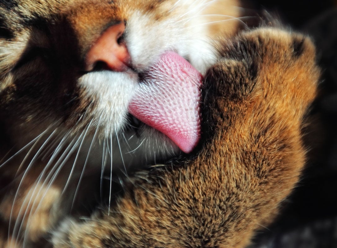 cat tongue licking up close
