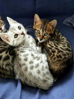 cropped-The-Egyptian-Mau-Cat-Breed-Information-and-Care.jpg