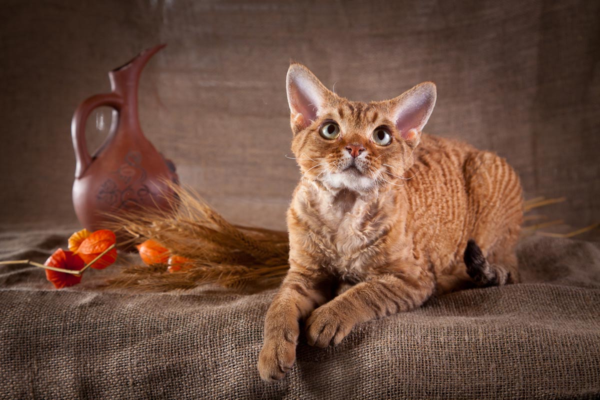 Devon Rex Cat sobre fondo de hoja marrón oscuro con jarra y trigo