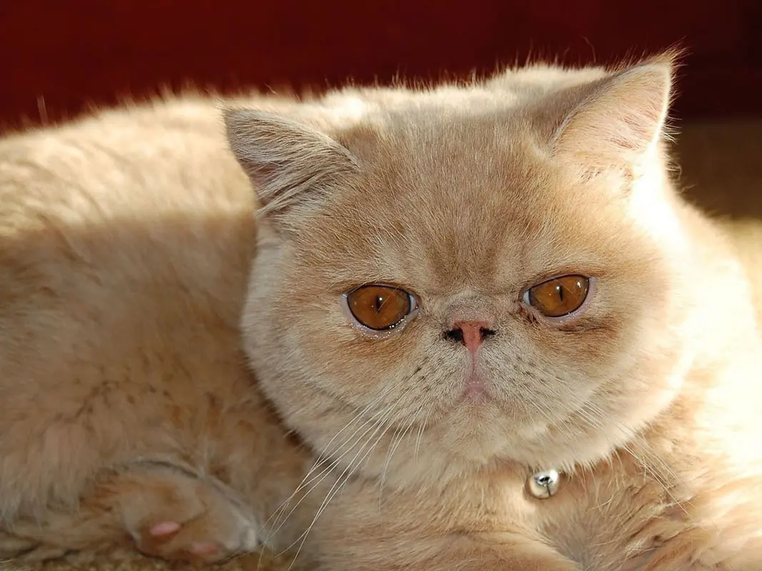 10 Flat Faced Cat Breeds You'll Love (2022) I The Discerning Cat