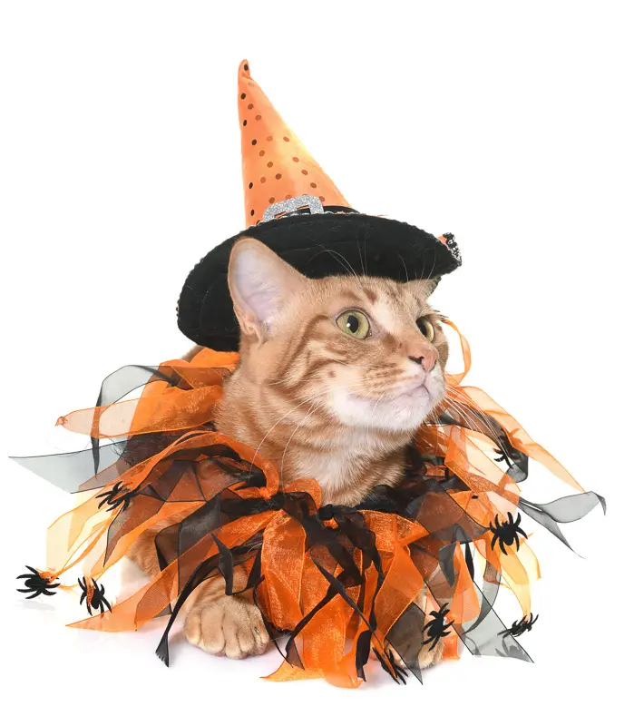 ginger cat and halloween