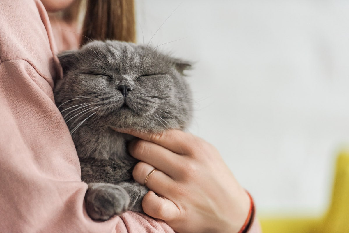 grey cut being cuddled under the chin by a human