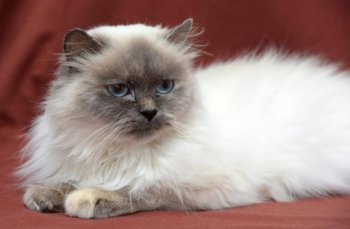 10 Flat Faced Cat Breeds You'll Want to Snuggle I The Discerning Cat