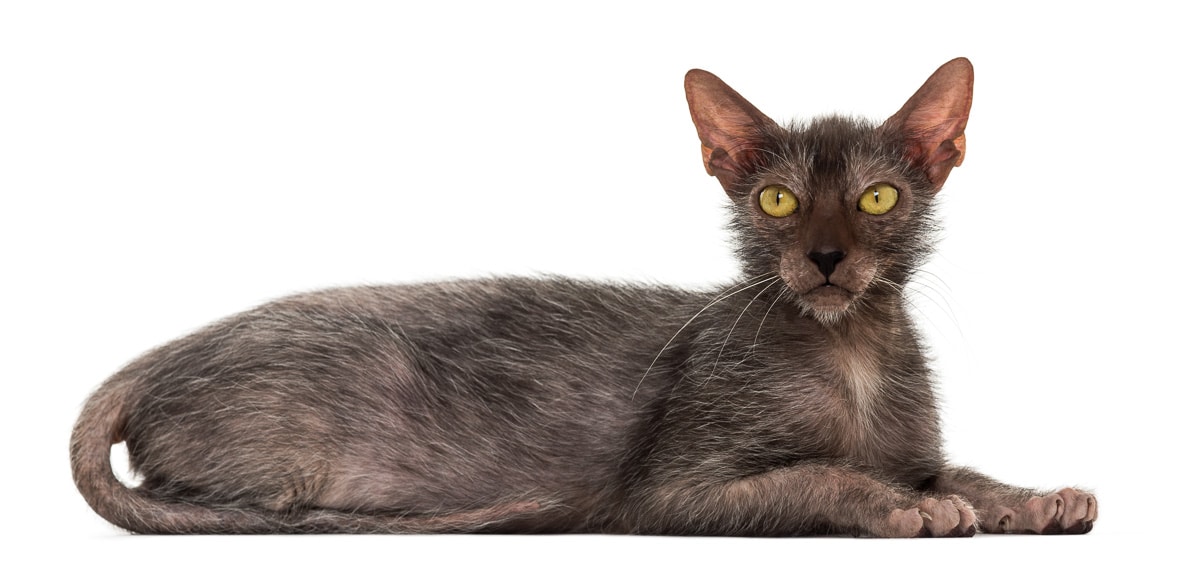 Sitting Lykoi cat with yellow eyes over a white background.