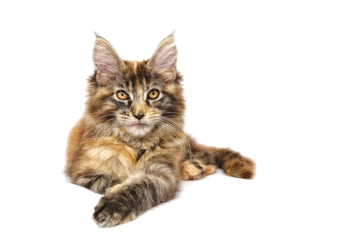 maine coon cat tabby on white background