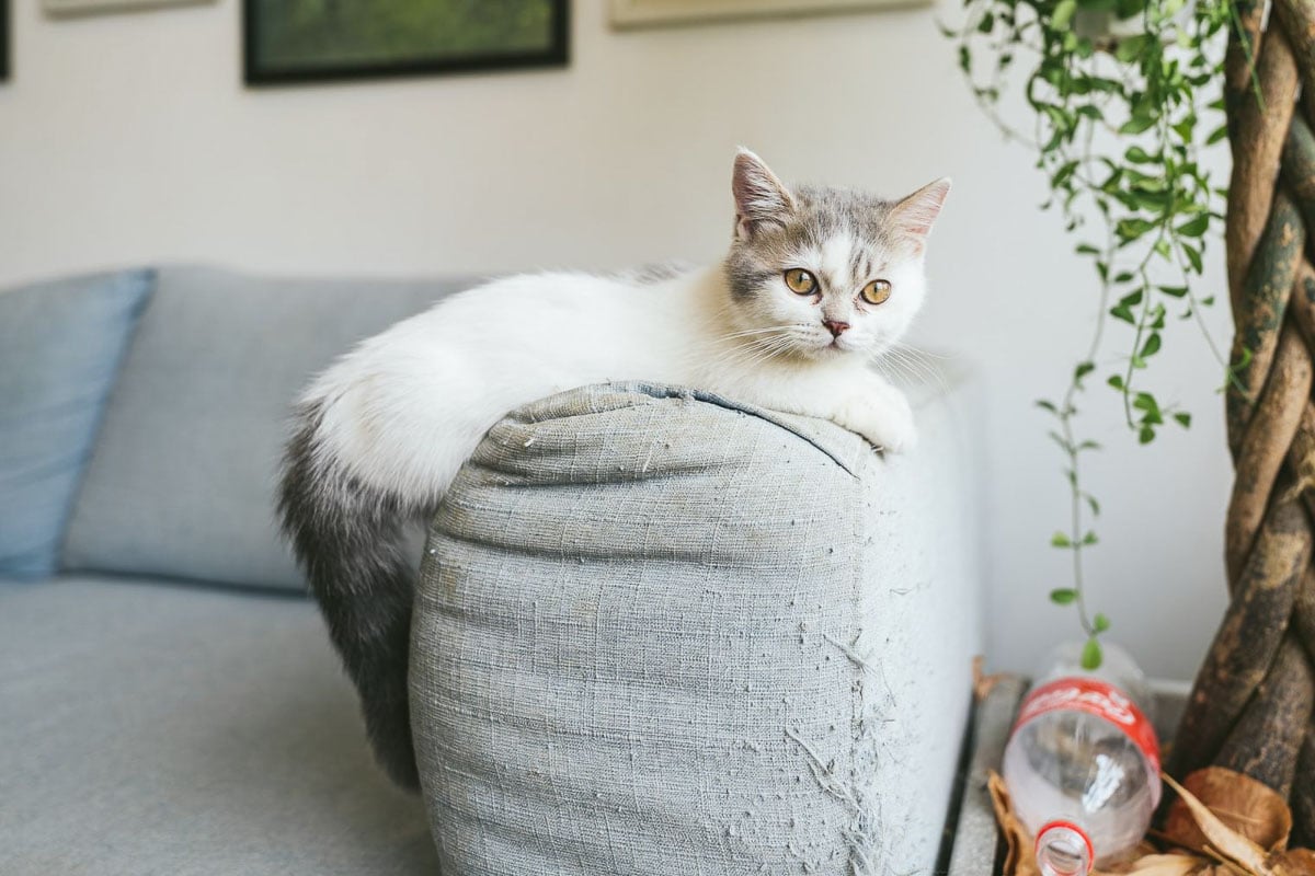 Chat munchkin sur le canapé.