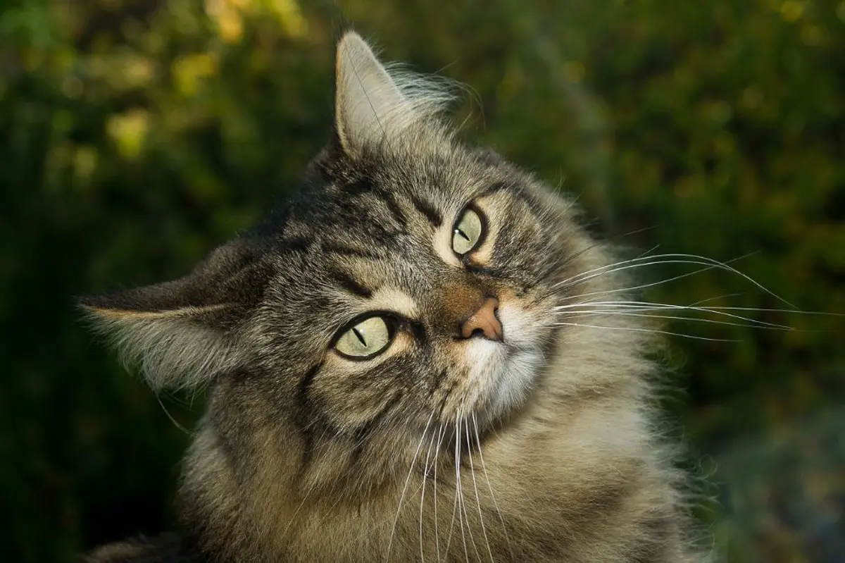 23 Most Expensive Cat Breeds in the World I Discerning Cat