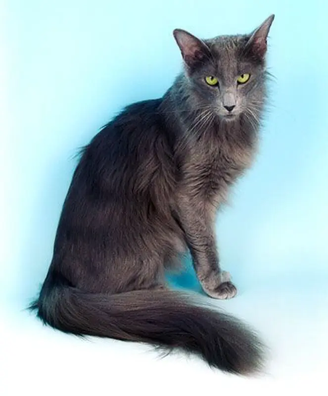 19 Gorgeous Grey Cat Breeds You'll Love (2022) I Discerning Cat