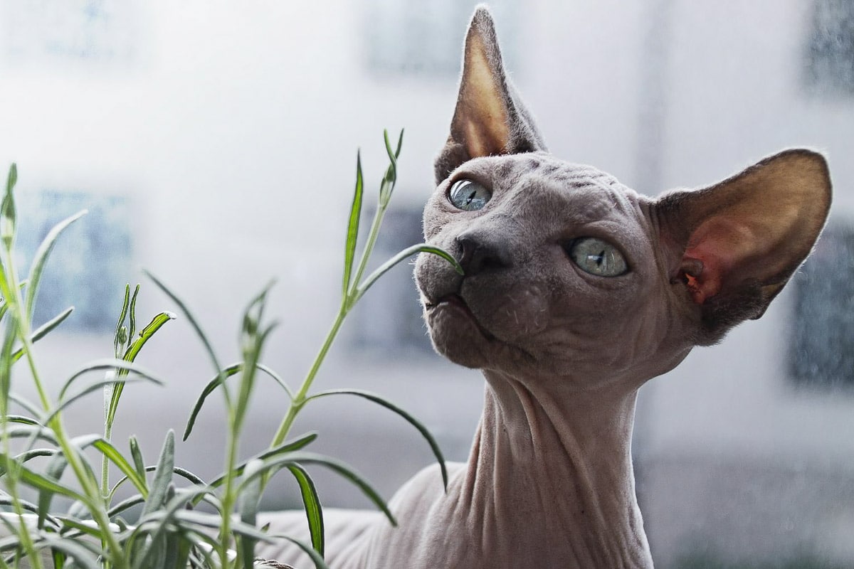 7 Weird and Wonderful Cat Breeds