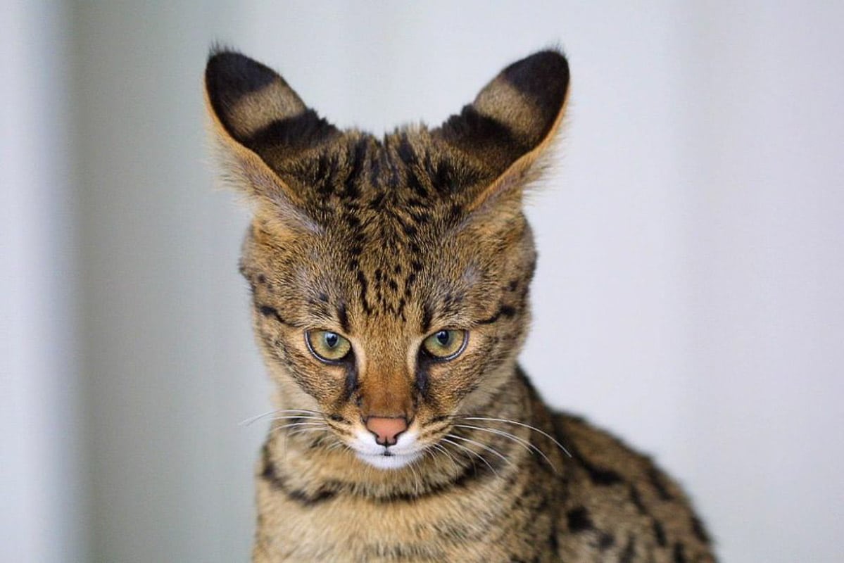 Tabby Savannah cat against white background