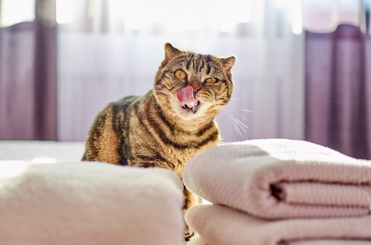 Scottish Fold Tabby katt med tungan ut