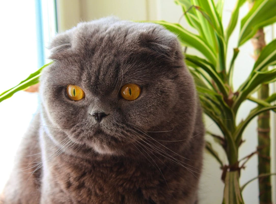 Grey scottish fold cat face up close