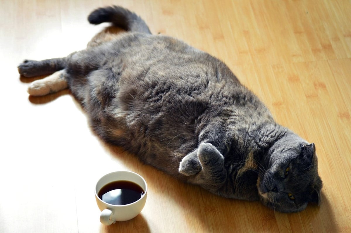 dark coloured scottish Fold Cat lying on floorboards with cup of