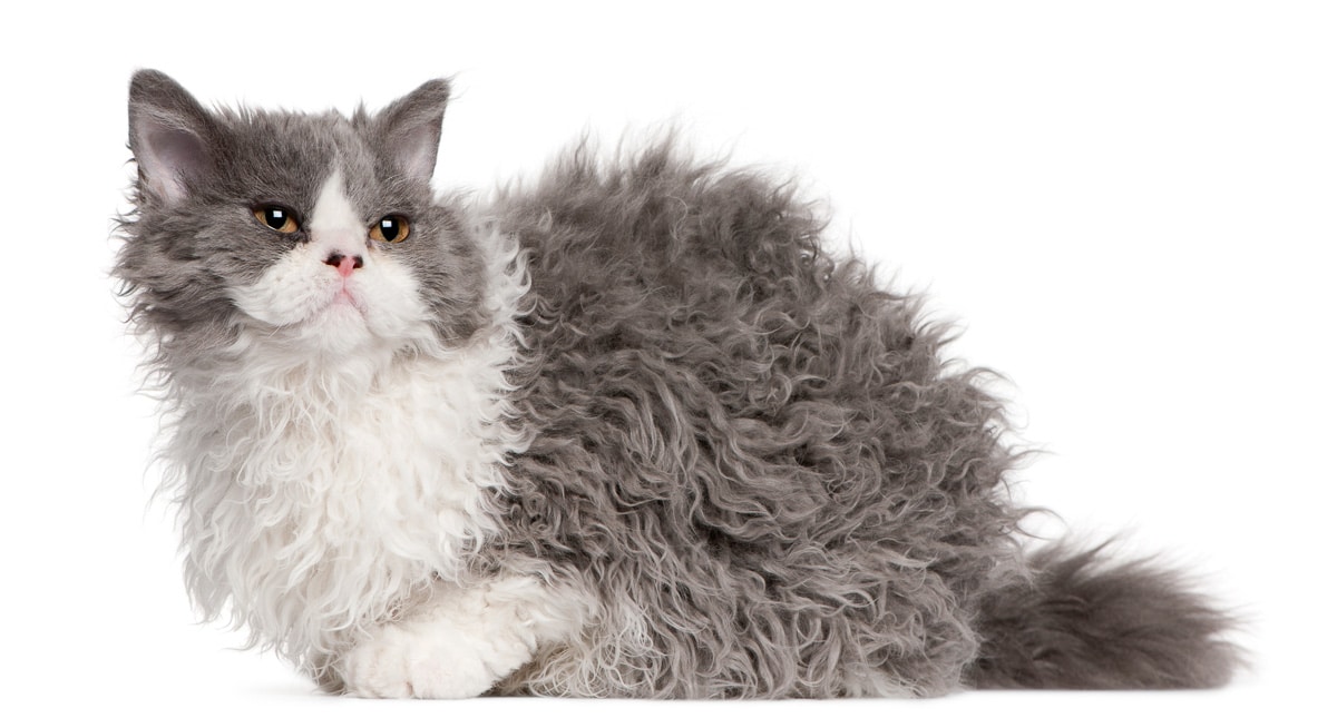 Selkirk Rex kitten, 5 months old, sitting in front of white background
