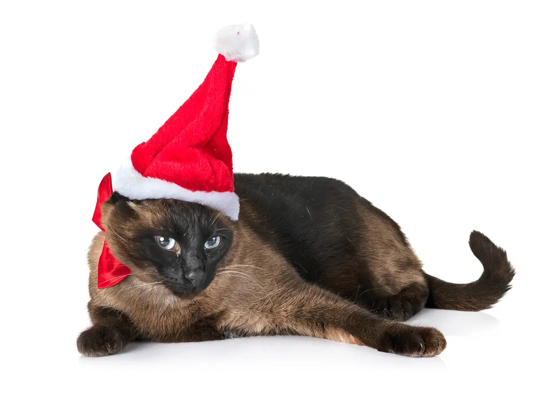 Kısa Bacaklı Kedi Cinsleri 11 Kısa Bacaklı Kedi Türü Resimli %Post Title Kısa Bacaklı Kedi Cinsleri 11 Kısa Bacaklı Kedi Türü Resimli %Post Title