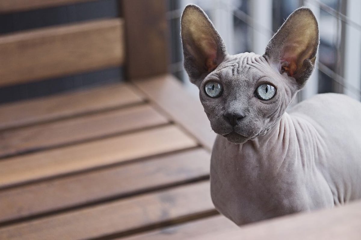 grey spynx cat on timber bench