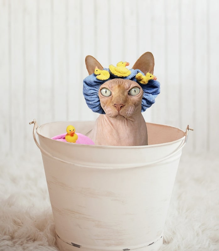 Gato Sphynx con gorra de baño en un balde.