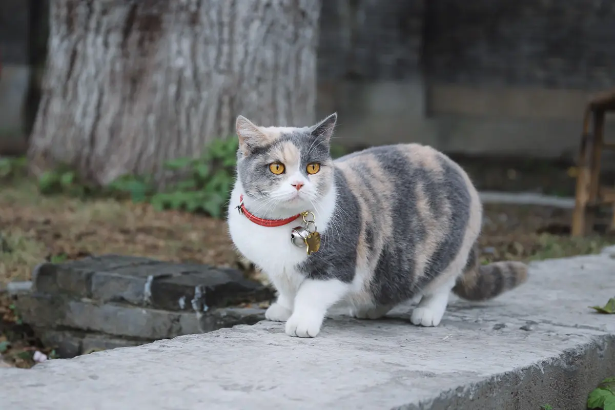 tabby cat on pavement with red collar and bell
