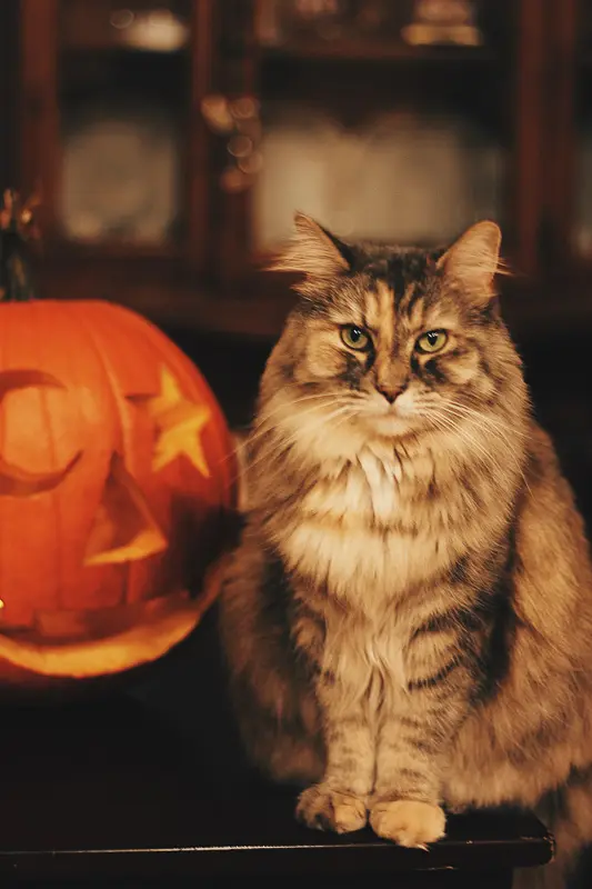 tabby cat with carved pumpkin
