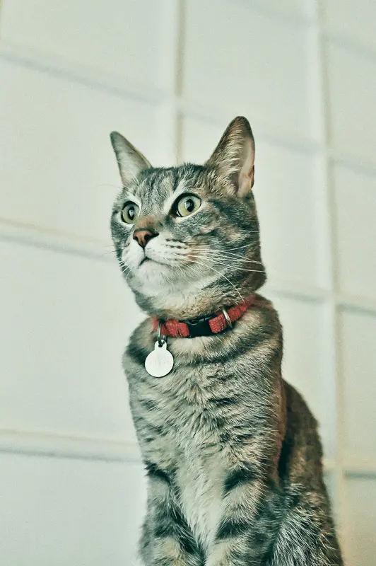 tabby cat with red collar and id tag