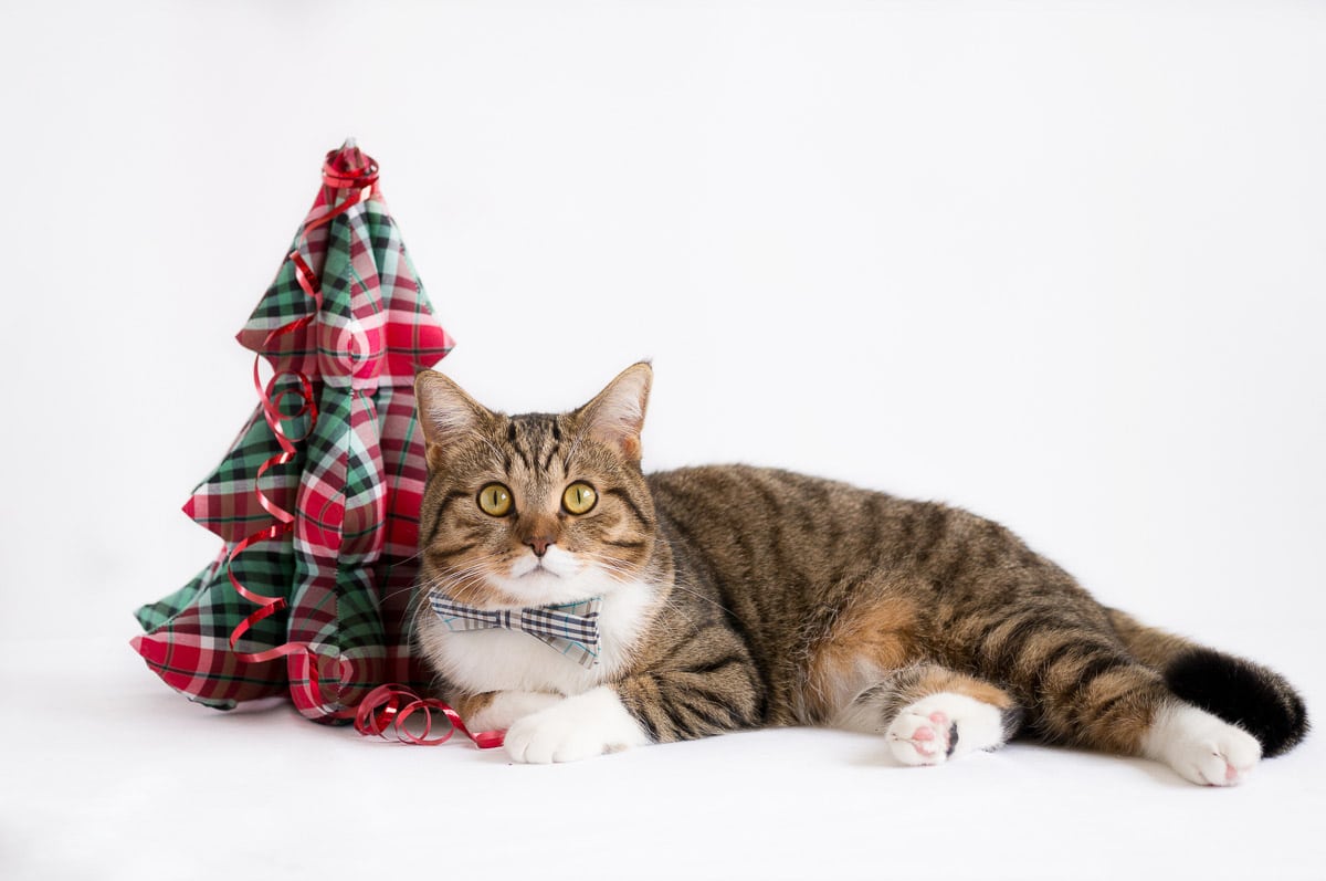tabby cat with small cloth christmas tree