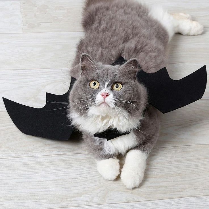 6 Spooky Halloween Cat Collar Options 10 Grey and white cat wearing black bat wings