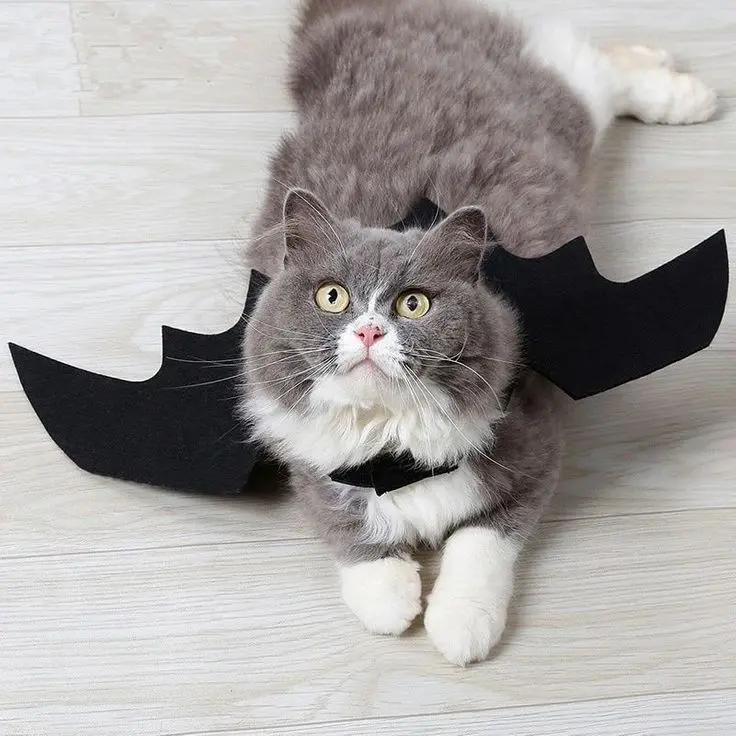 Grey and white cat wearing black bat wings
