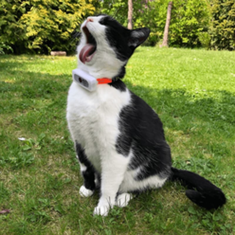 tuxedo cat wearing weenect cat tracker