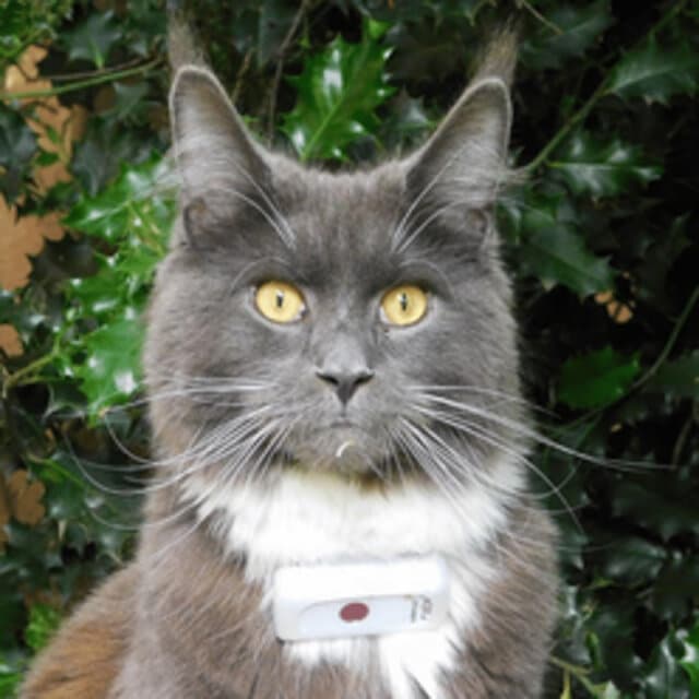 7 Best Cat Tracking Collars (2023) I Discerning Cat