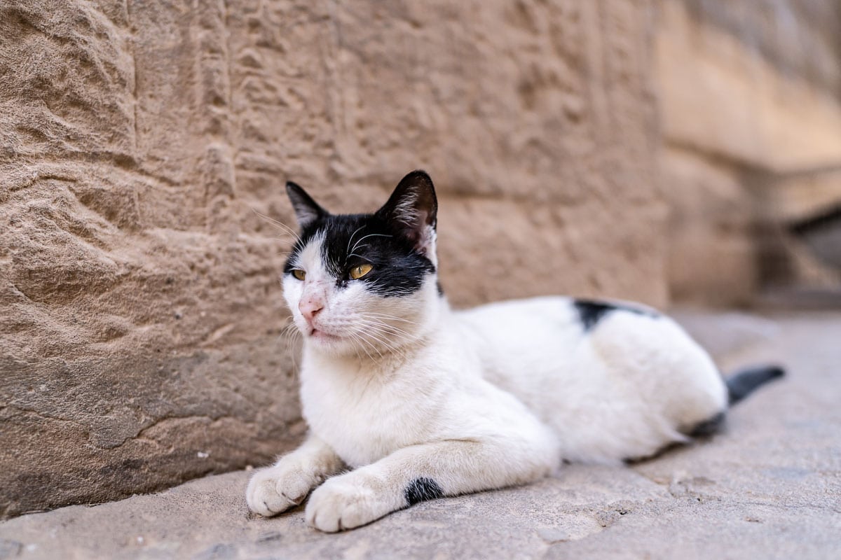 Closeup shot of a short-haired white cat with black spots in the pyramids of Egypt
