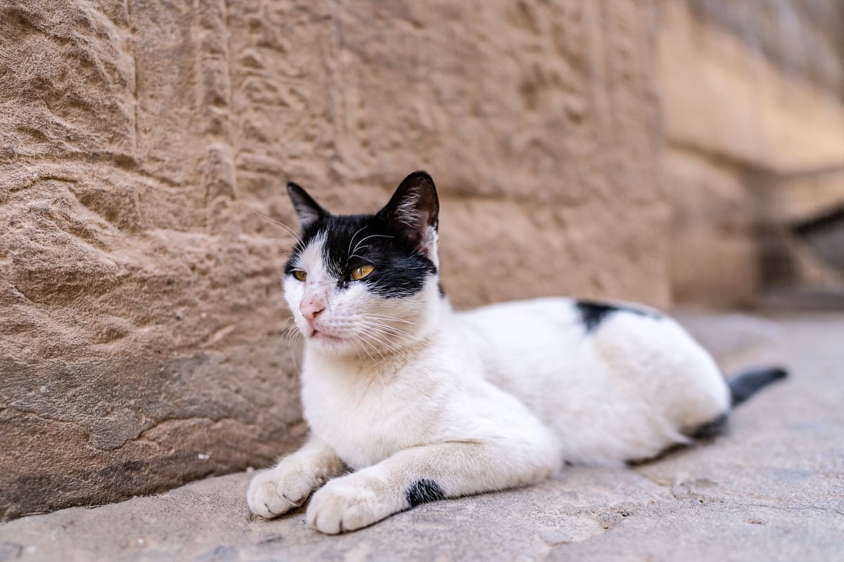 11 Best Egyptian Cat Names You Ll Love I Discerning Cat